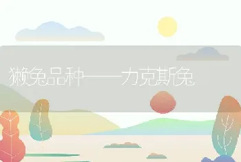 獭兔品种——力克斯兔