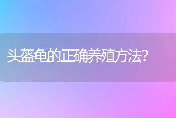 头盔龟的正确养殖方法？