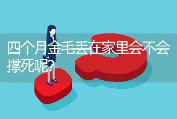 四个月金毛丢在家里会不会撑死呢？