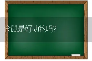 仓鼠是好动物吗？