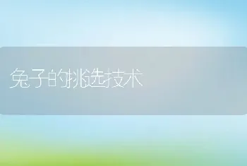 兔子的挑选技术