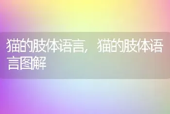 猫的肢体语言，猫的肢体语言图解