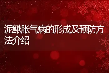 泥鳅胀气病的形成及预防方法介绍