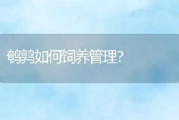 鹌鹑如何饲养管理？