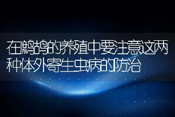 在鹧鸪的养殖中要注意这两种体外寄生虫病的防治