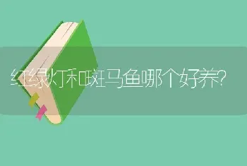 红绿灯和斑马鱼哪个好养？