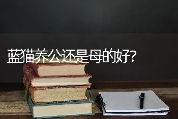 蓝猫养公还是母的好？