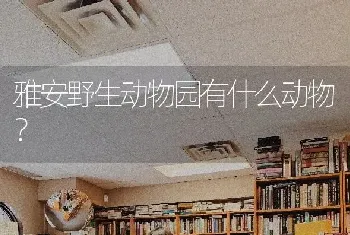 双血统比熊的优点？