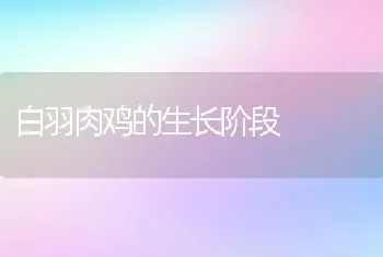 白羽肉鸡的生长阶段