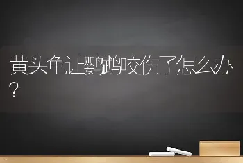 黄头龟让鹦鹉咬伤了怎么办？