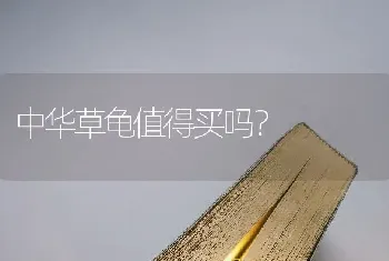 狗狗吃多了不停的吐怎么办？