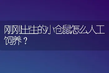 刚刚出生的小仓鼠怎么人工饲养？