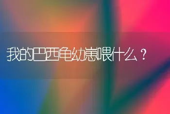 为啥有的金毛腿短有的长？