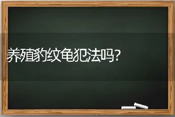 养殖豹纹龟犯法吗？