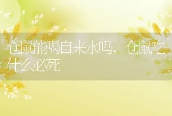 仓鼠能喝自来水吗，仓鼠吃什么必死