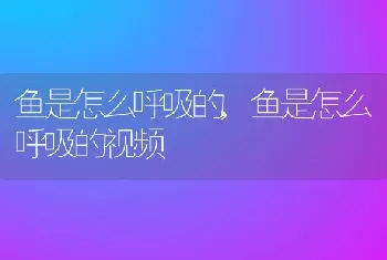 鱼是怎么呼吸的，鱼是怎么呼吸的视频