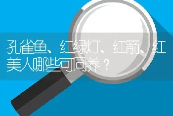 孔雀鱼、红绿灯、红箭、红美人哪些可同养？