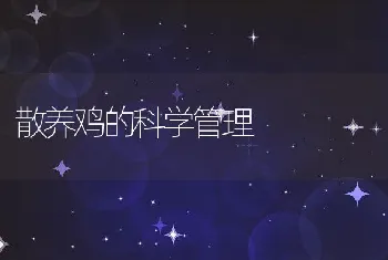 散养鸡的科学管理