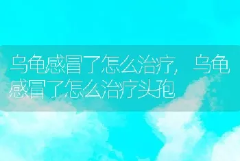 乌龟感冒了怎么治疗，乌龟感冒了怎么治疗头孢