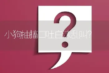 小狗抽搐口吐白沫乱叫？