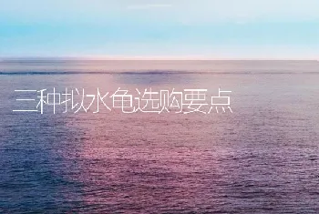 三种拟水龟选购要点