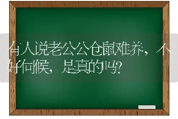 有人说老公公仓鼠难养，不好伺候，是真的吗？