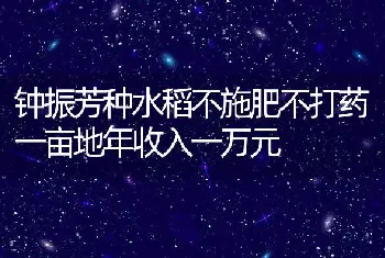 钟振芳种水稻不施肥不打药一亩地年收入一万元