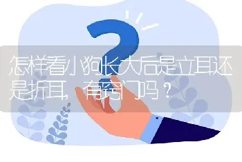 怎样看小狗长大后是立耳还是折耳,有窍门吗？