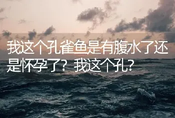 我这个孔雀鱼是有腹水了还是怀孕了？我这个孔？