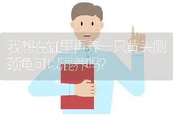 我想在缸里再养一只黄头侧颈龟可以混养吗？