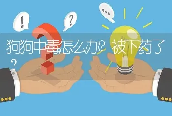 狗狗中毒怎么办?被下药了？