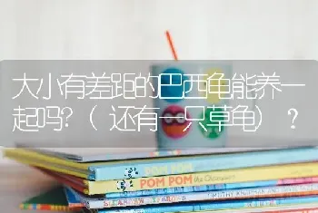 怎么分辨纯种暹罗猫幼仔？