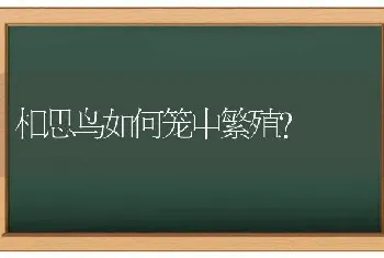 相思鸟如何笼中繁殖？