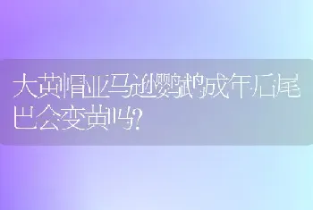 大黄帽亚马逊鹦鹉成年后尾巴会变黄吗？