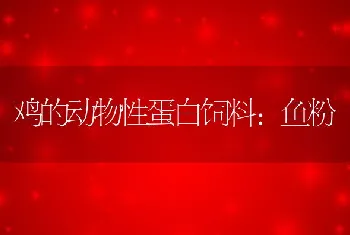 鸡的动物性蛋白饲料：鱼粉