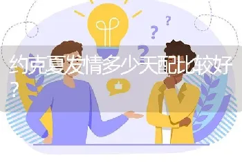 约克夏发情多少天配比较好？