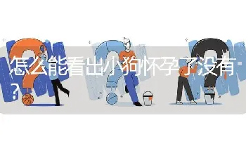 怎么能看出小狗怀孕了没有？