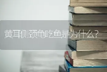 黄耳侧颈龟吃鱼是为什么？