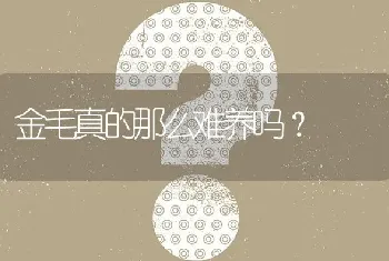 金毛真的那么难养吗？