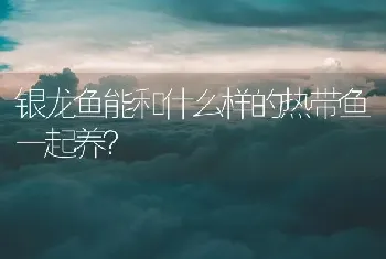 银龙鱼能和什么样的热带鱼一起养？