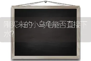 刚买来的小乌龟能否直接下水？