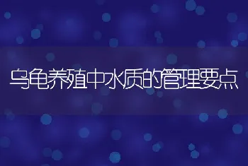 乌龟养殖中水质的管理要点