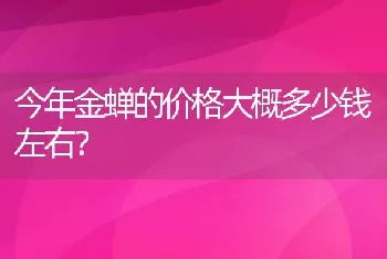 今年金蝉的价格大概多少钱左右？