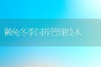 獭兔冬季饲养管理技术