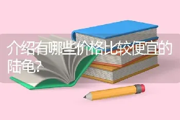 介绍有哪些价格比较便宜的陆龟？