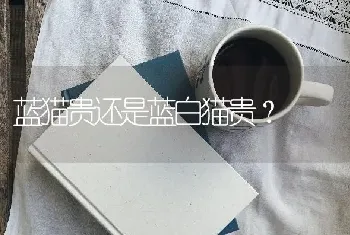 蓝猫贵还是蓝白猫贵？