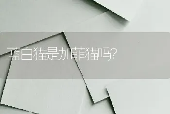 蓝白猫是加菲猫吗？