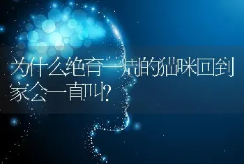 为什么绝育一周的猫咪回到家会一直叫？