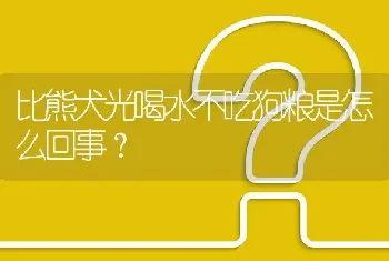 比熊犬光喝水不吃狗粮是怎么回事？