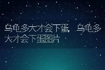 乌龟多大才会下蛋，乌龟多大才会下蛋图片